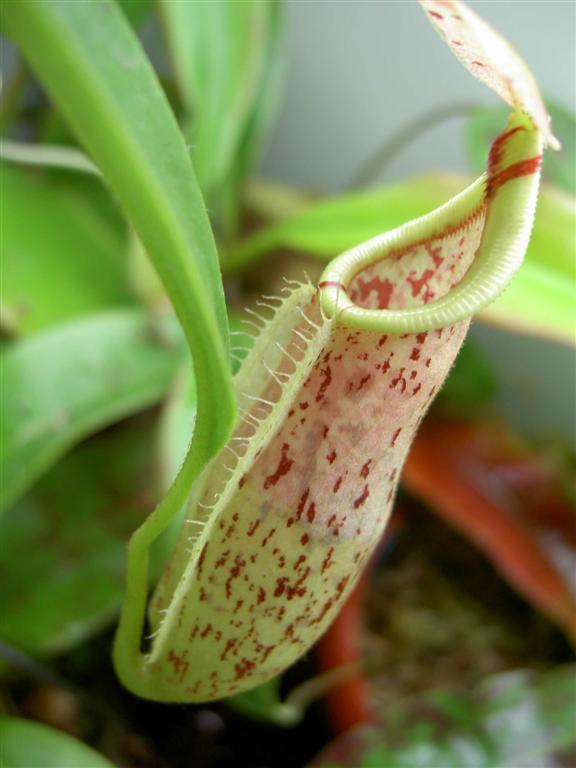 Nepenthes rafflesiana x veitchii 2